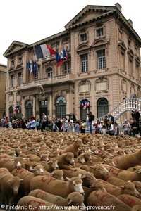moutons face à la mairie de marseille